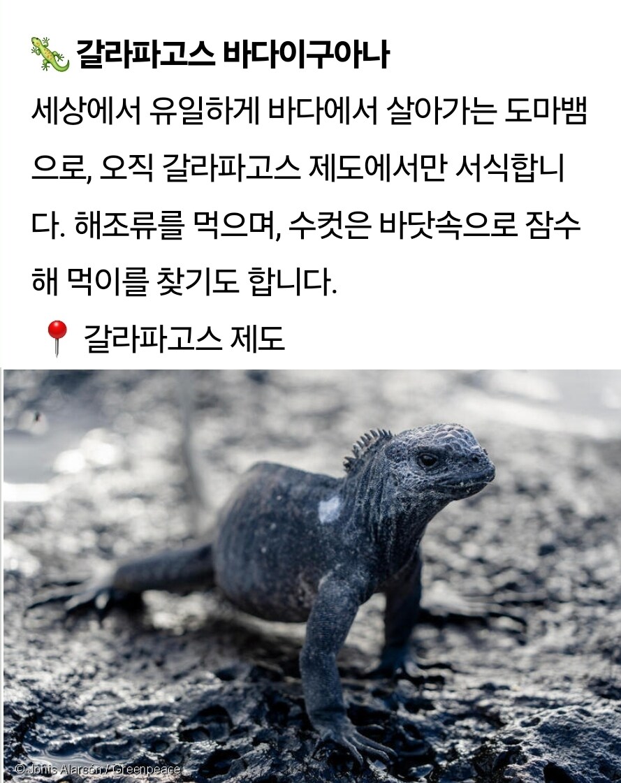 그렇게 갈라파고스 갈라파고스 하더니_1.jpg