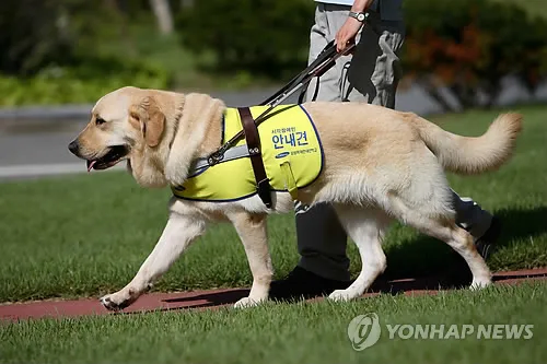 동네에서 맹인 안내견 만나면 진짜 참기 힘든것_1.webp