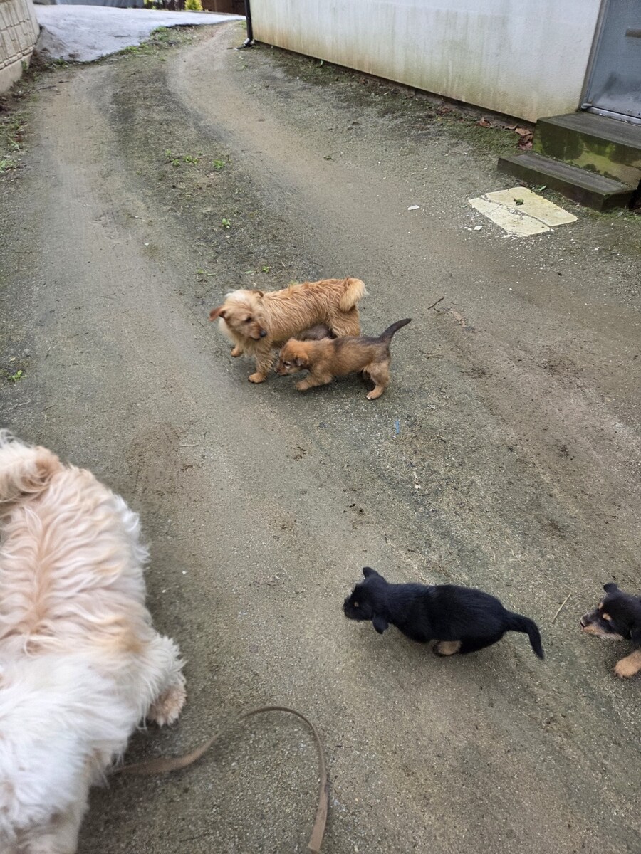 댕댕이 산책 1+3 행사_1.jpg