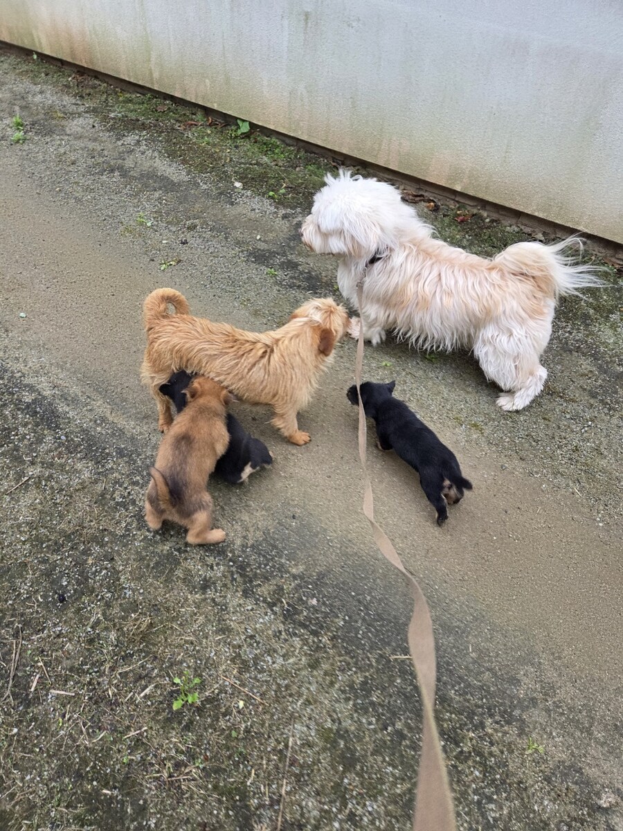 댕댕이 산책 1+3 행사_5.jpg