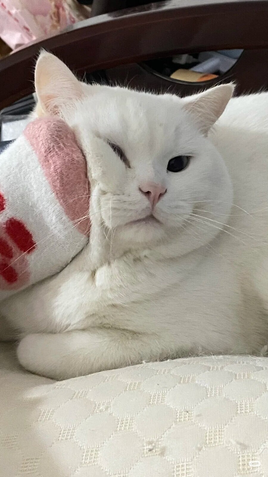 ???: 임마, 내 침대에서 내려가라_1.jpg