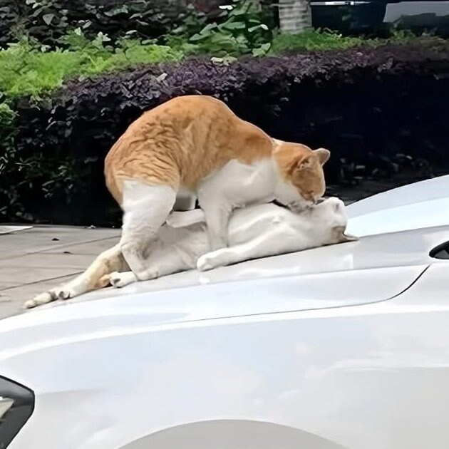 고양이의 50가지 그림자_1.jpg