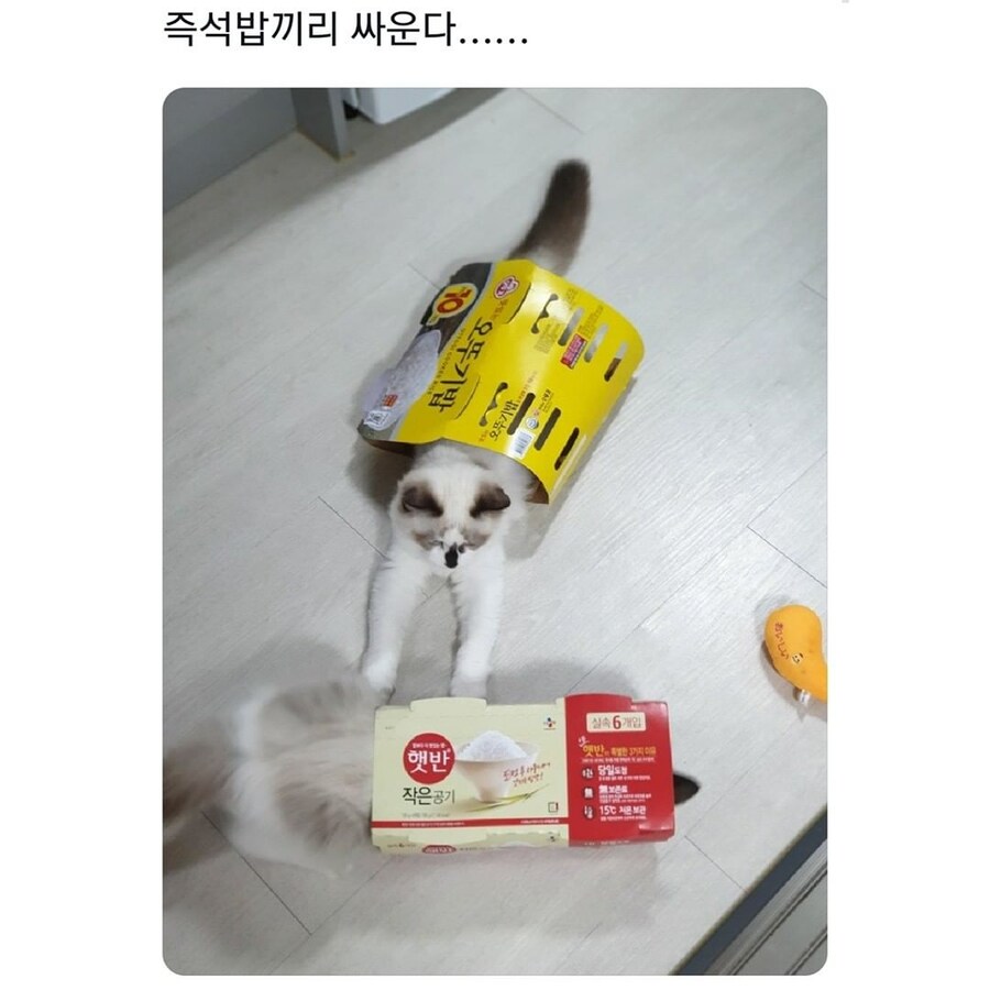 즉석밥끼리 싸운다_1.jpg