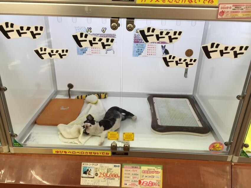 이거 박제한놈 나와라_2.jpg