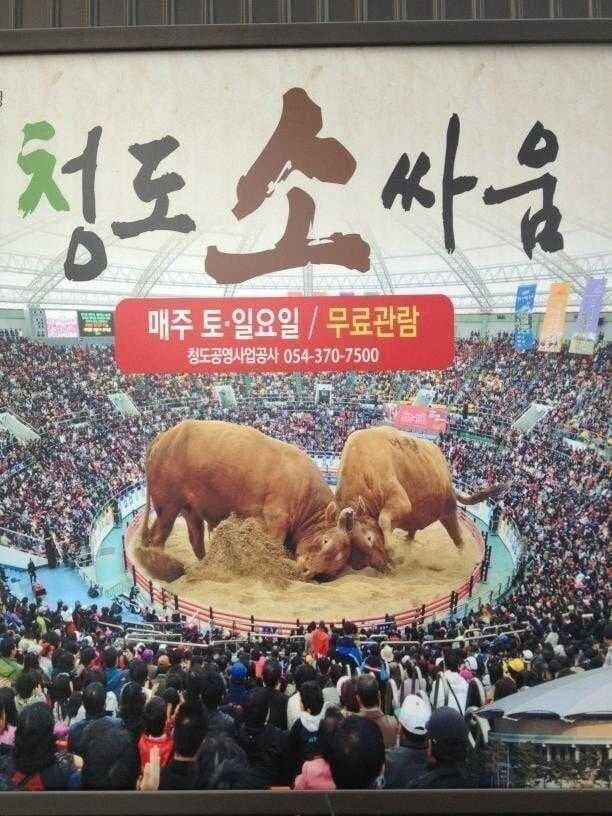 서울촌놈들은 모르는 실제 소 크기.jpg_1.png