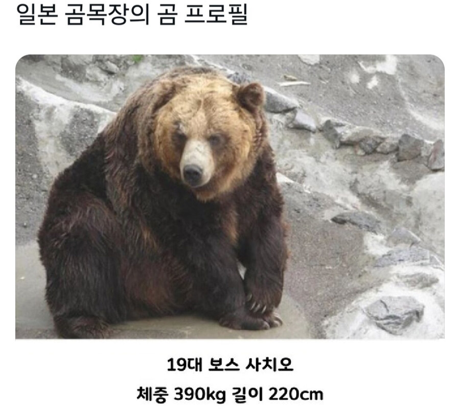 충격적인 곰 목장의 곰 프로필_1.jpg