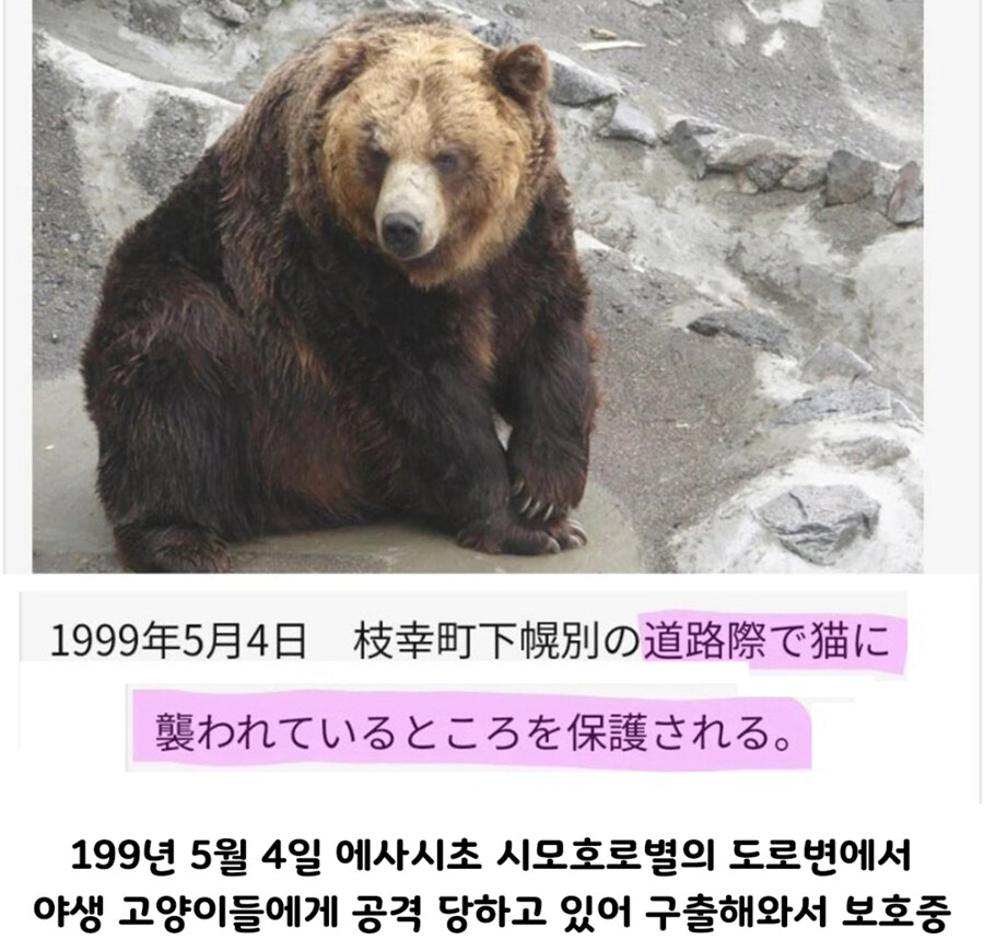 충격적인 곰 목장의 곰 프로필_2.jpg