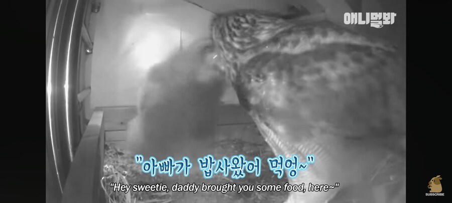 시트콤 찍는 부엉이 가족_4.jpg