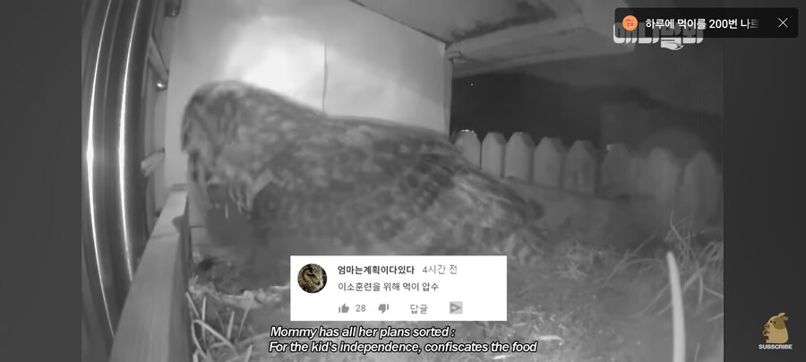 시트콤 찍는 부엉이 가족_9.jpg
