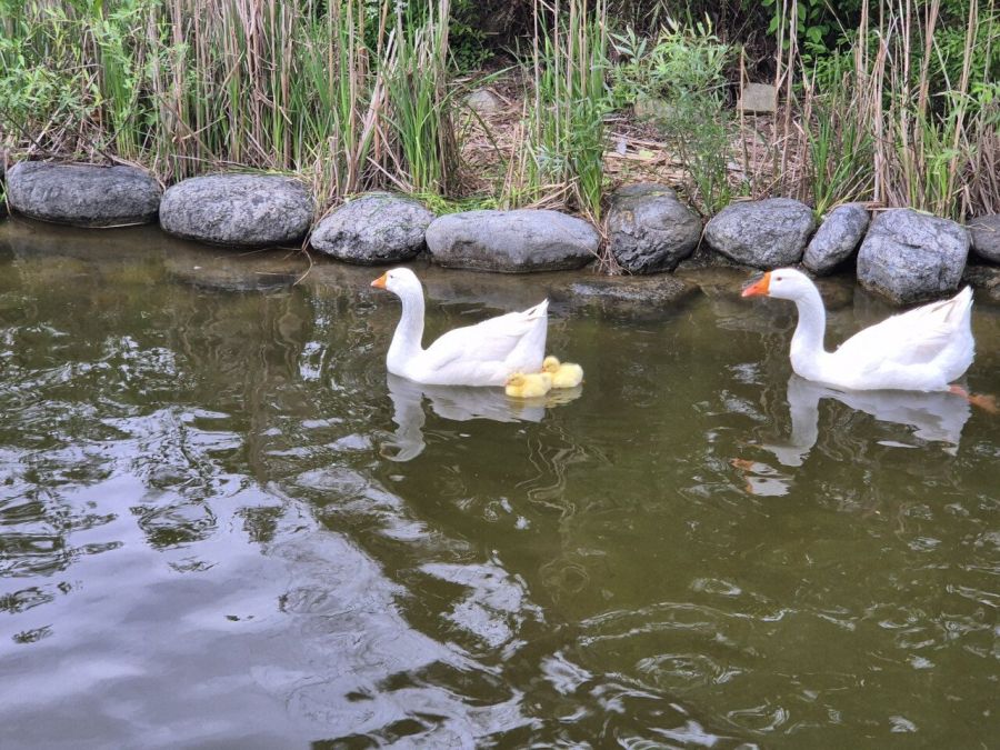 학교에 거위 새끼 태어났네_1.jpeg