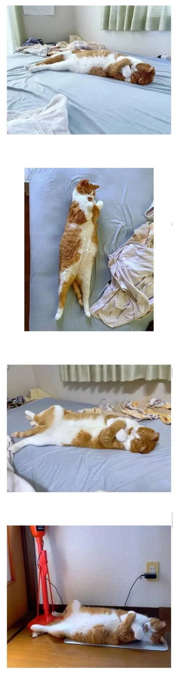 항상 같은 자세로 자는 고양이_1.jpg
