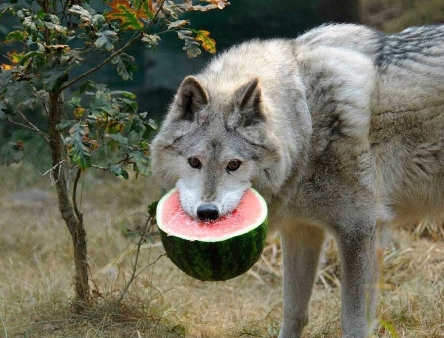 수박 먹는 늑대_2.png