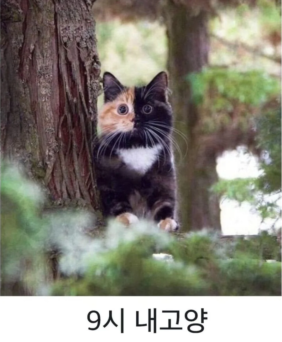 9시 내고양_1.webp