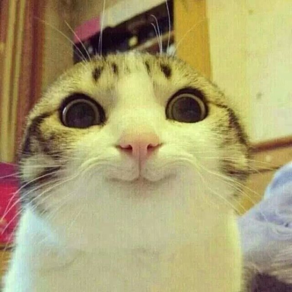 모닝 고양이_1.jpg