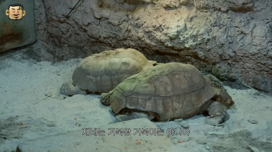 꼬부기 진화가 궁금한 넉살_1.png