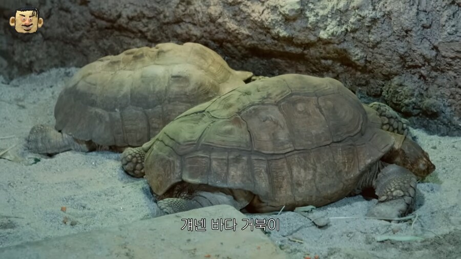 꼬부기 진화가 궁금한 넉살_2.png