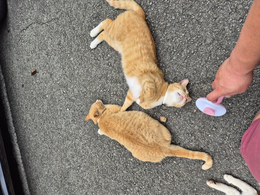 요양병원 짬타이거_3.jpg