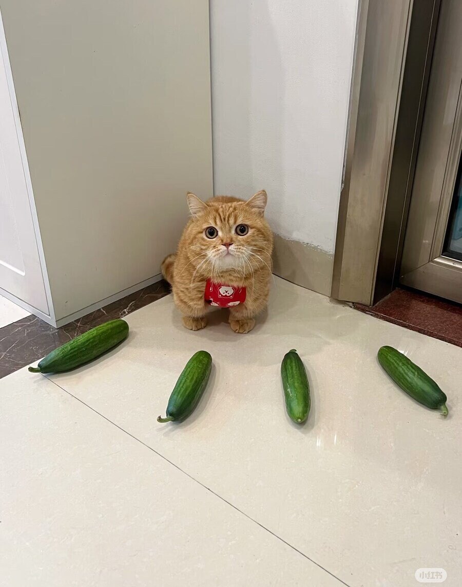 봉인 당해버린 고양이.jpg_1.jpg