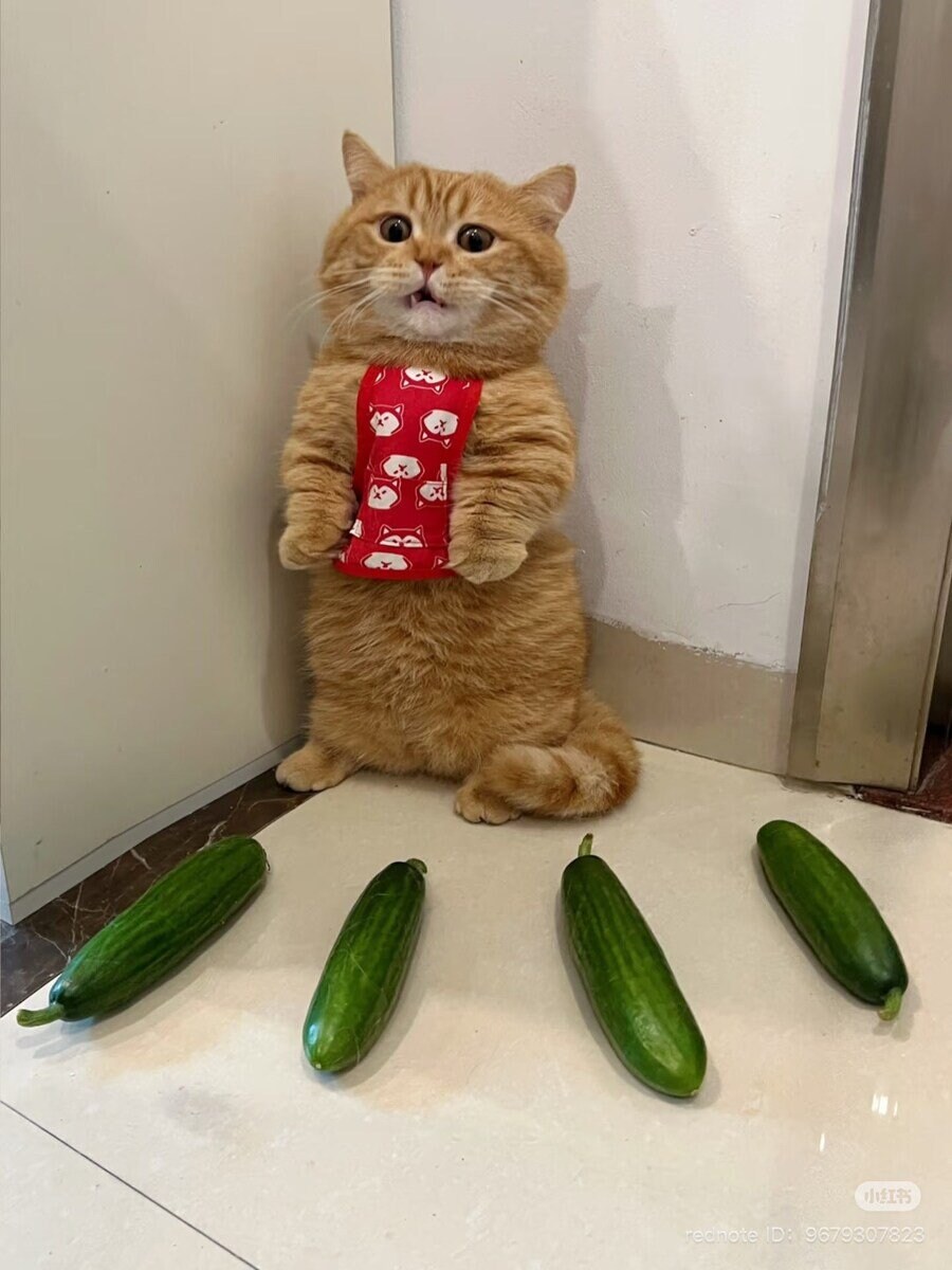 봉인 당해버린 고양이.jpg_2.jpg