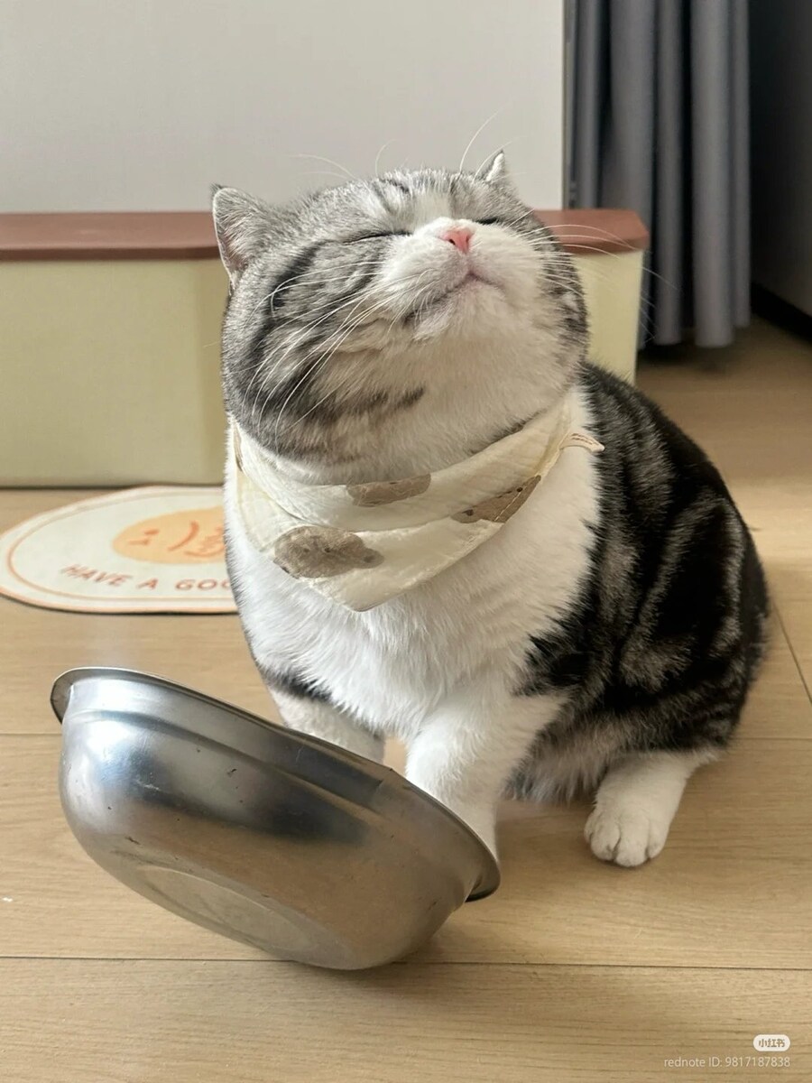 고양이: 이보게, 사료 한사발 주게 _1.jpg
