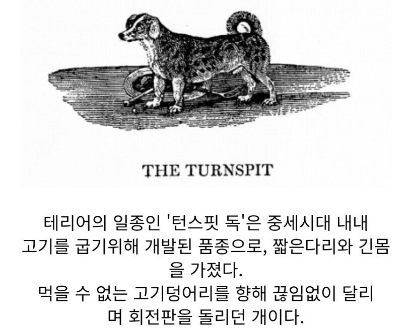멸종되서 다행인 개 품종_2.jpg