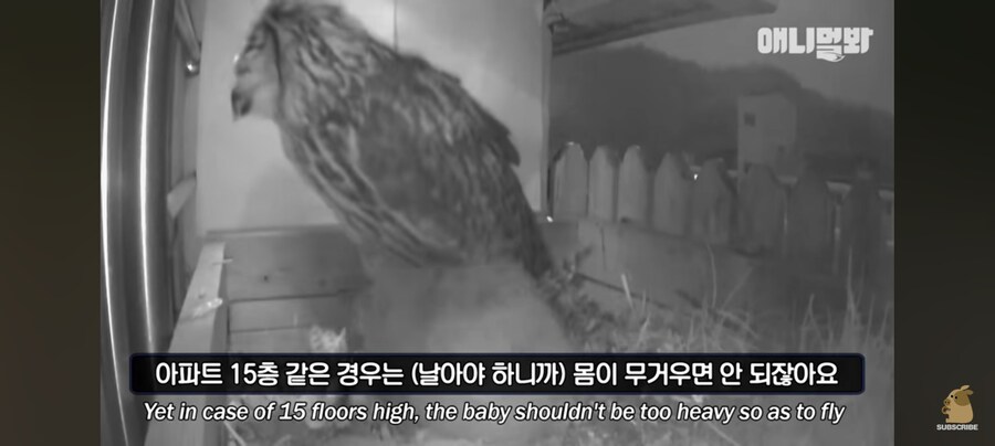 아빠 부엉이 등짝 스매싱 때리는 부엉이 엄마_1.jpg