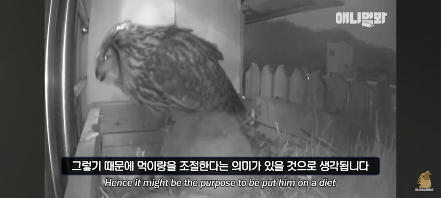 아빠 부엉이 등짝 스매싱 때리는 부엉이 엄마_2.jpg