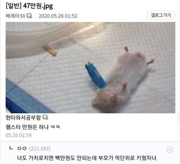 47만원짜리 햄스터 수술_1.jpg