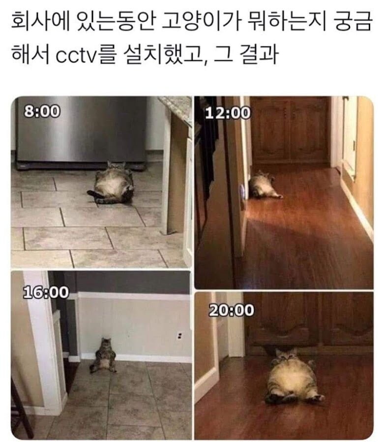 회사에 있는 동안 고양이가 뭐하는지 궁금해서 cctv를 설치했다_1.jpg