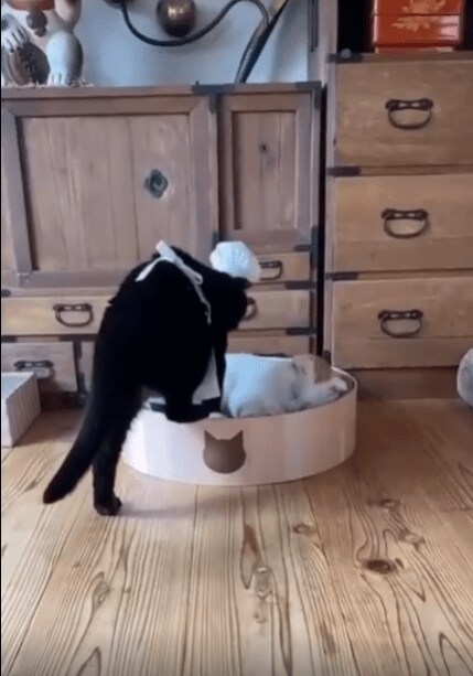 충격적인 고양이 빵의 비밀...._1.png