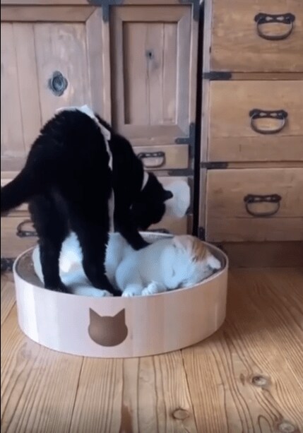 충격적인 고양이 빵의 비밀...._2.png