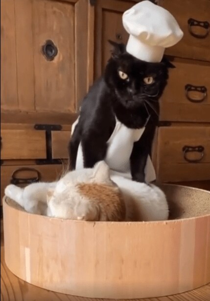 충격적인 고양이 빵의 비밀...._3.png