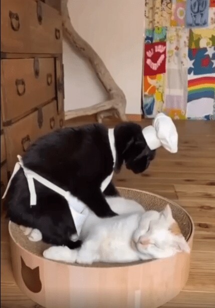 충격적인 고양이 빵의 비밀...._4.png