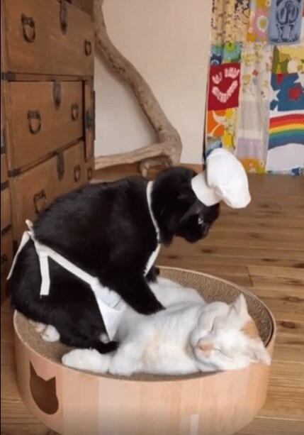 충격적인 고양이 빵의 비밀...._5.png