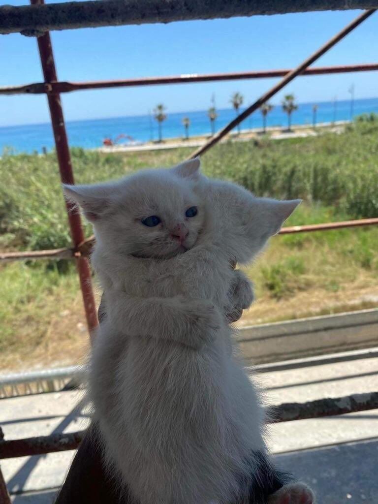 고양이: 이제 가면 언제 만나나..._1.jpg