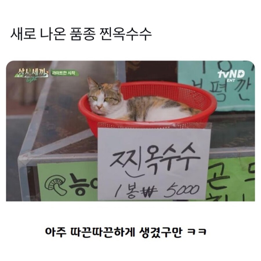 새로 나온 옥수수 품종_1.jpg