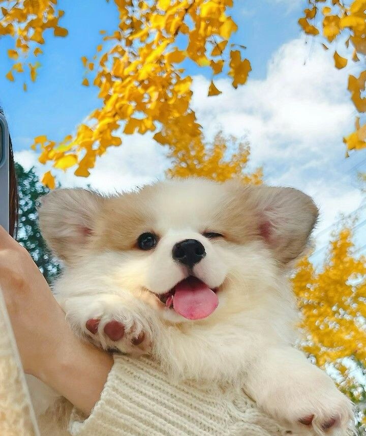 귀여운 강아지 웡크.jpg_1.jpg