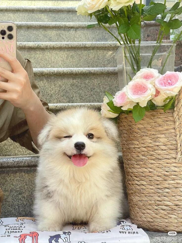 귀여운 강아지 웡크.jpg_2.jpg