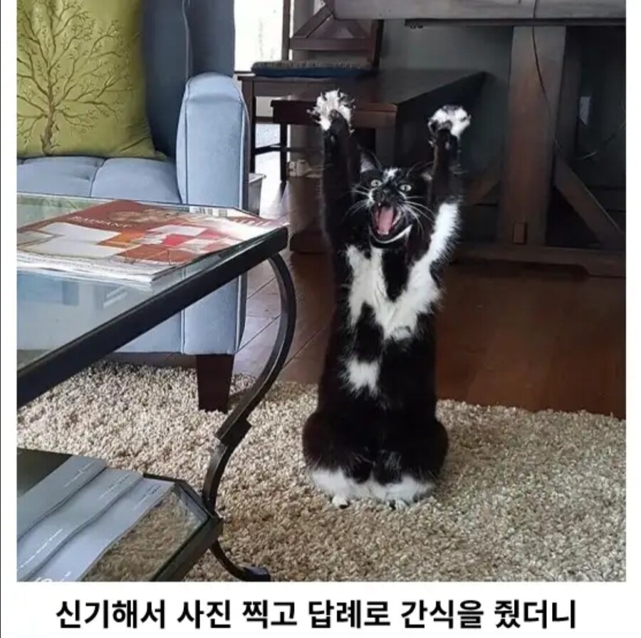 이유 없이 만세하는 고양이_2.jpg