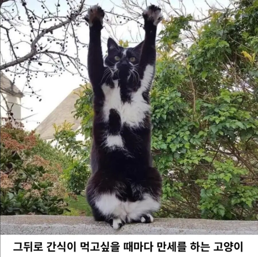 이유 없이 만세하는 고양이_3.jpg