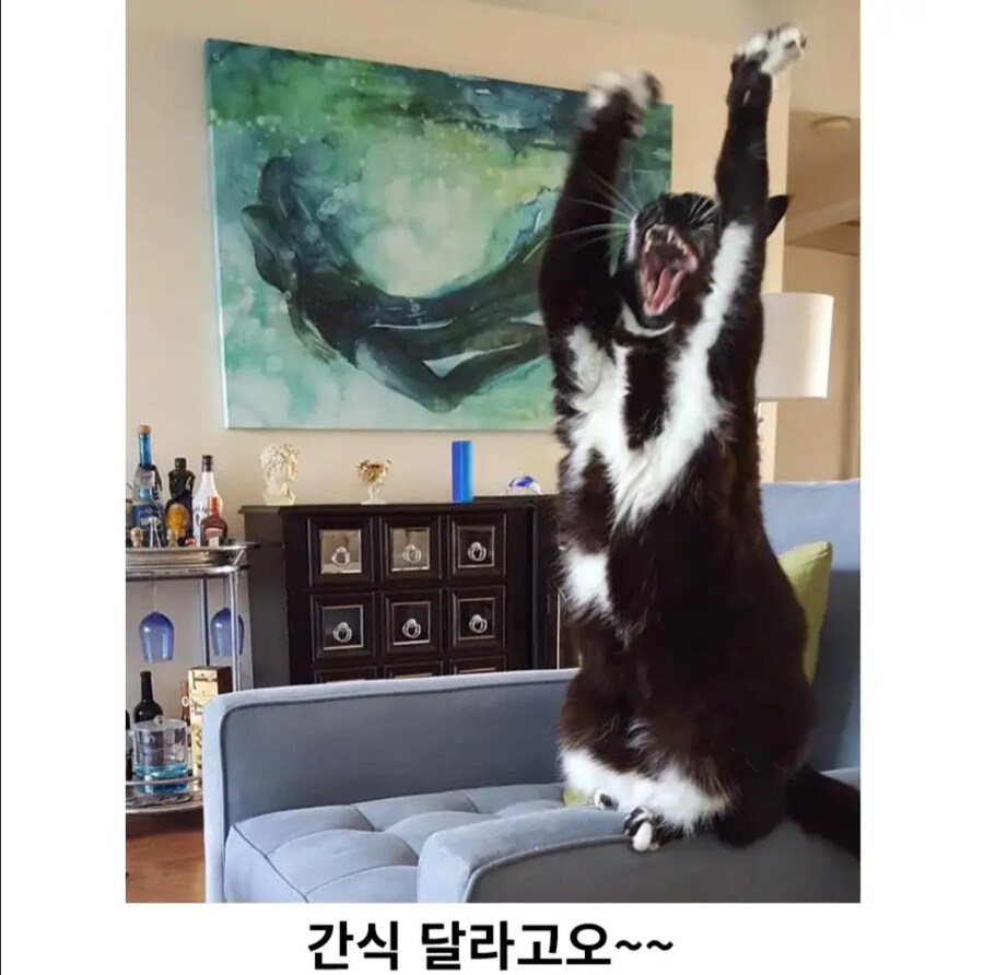 이유 없이 만세하는 고양이_4.jpg