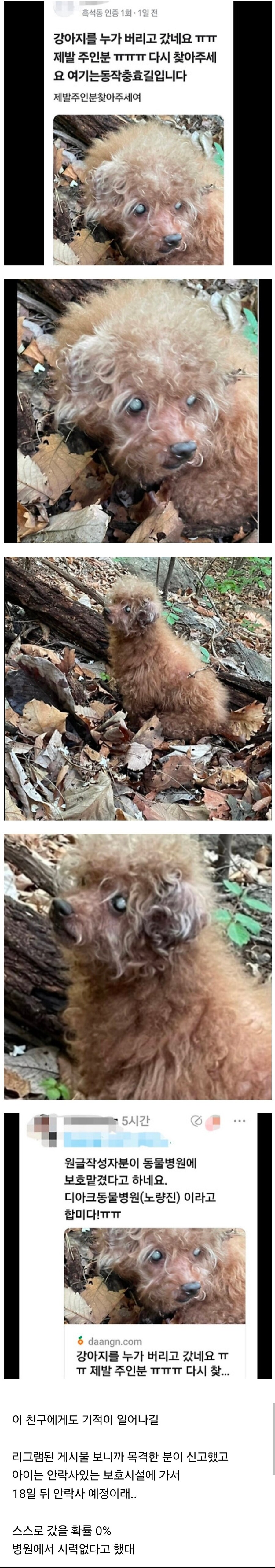 산 속에 버려진 시력없는 노견.jpg_1.jpg