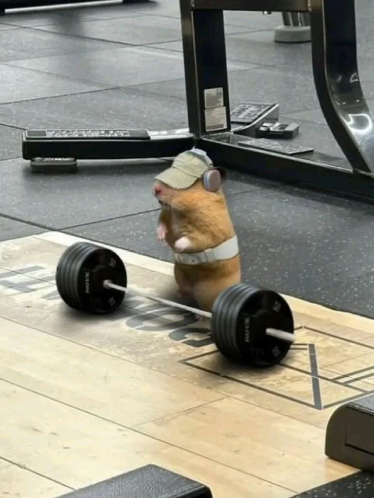 운동하쥐.jpg_1.webp