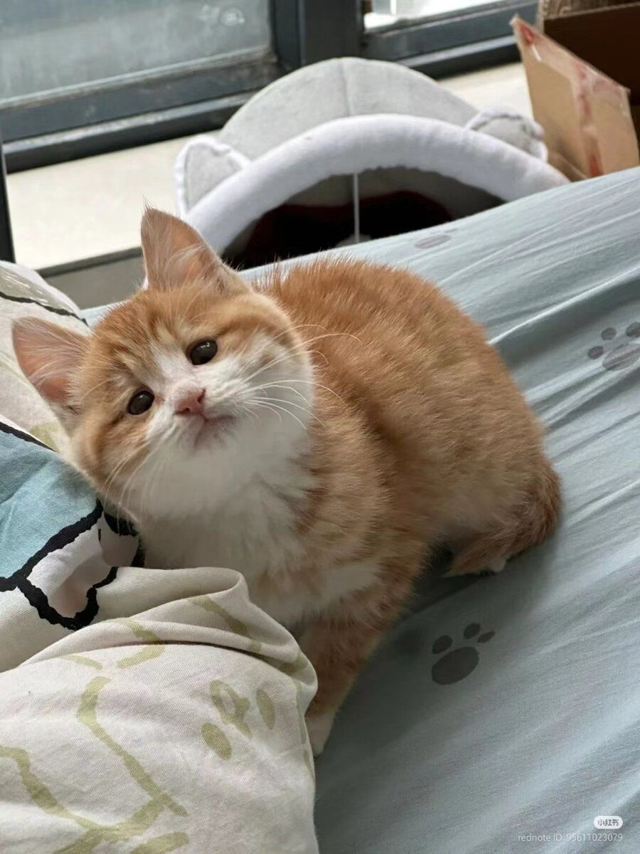 고양이: 힝입니다_1.jpg