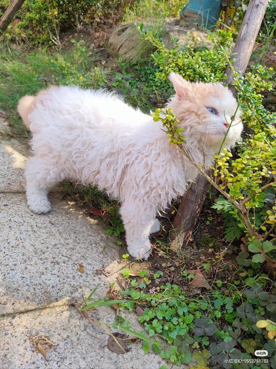 양냥냥_1.jpg
