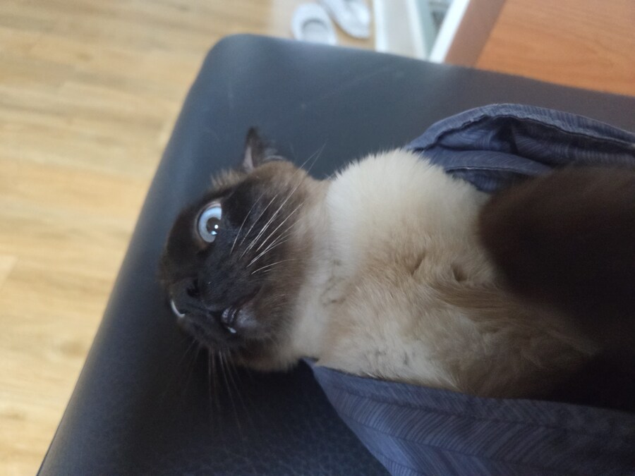 넌 고양이 사진 찍을 자격이 없는 인간이야!!!!_1.jpg