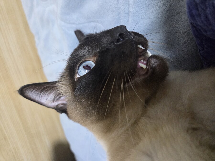 넌 고양이 사진 찍을 자격이 없는 인간이야!!!!_4.jpg