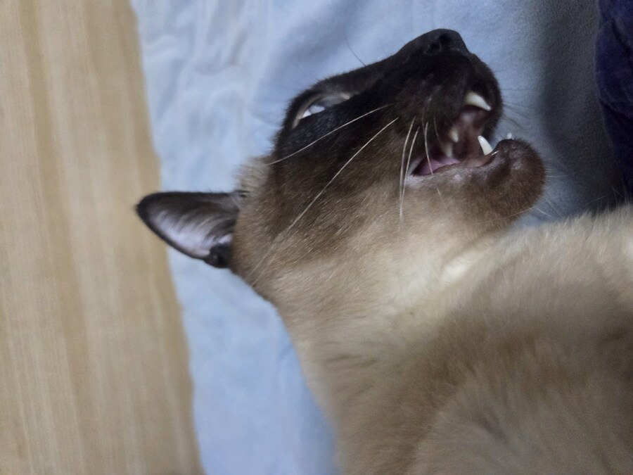 넌 고양이 사진 찍을 자격이 없는 인간이야!!!!_5.jpg