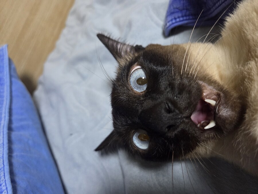 넌 고양이 사진 찍을 자격이 없는 인간이야!!!!_7.jpg