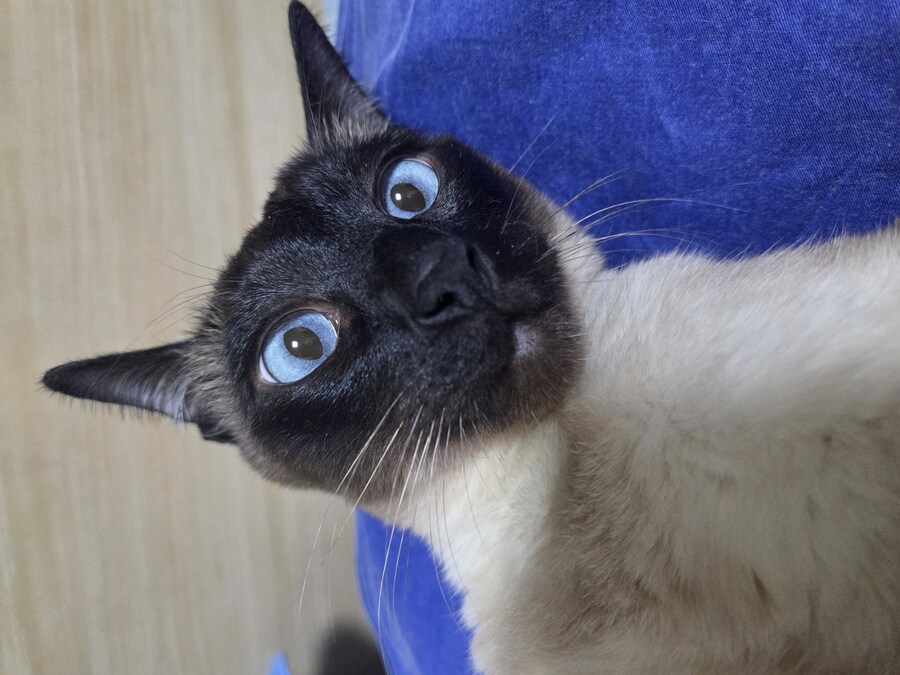 넌 고양이 사진 찍을 자격이 없는 인간이야!!!!_8.jpg